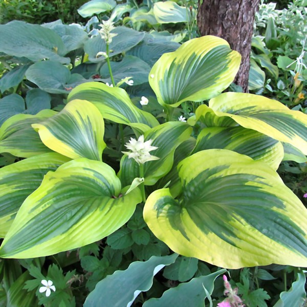 mnogoletnik.com - Hosta Tokudama Flavocircinalis - Хоста ...