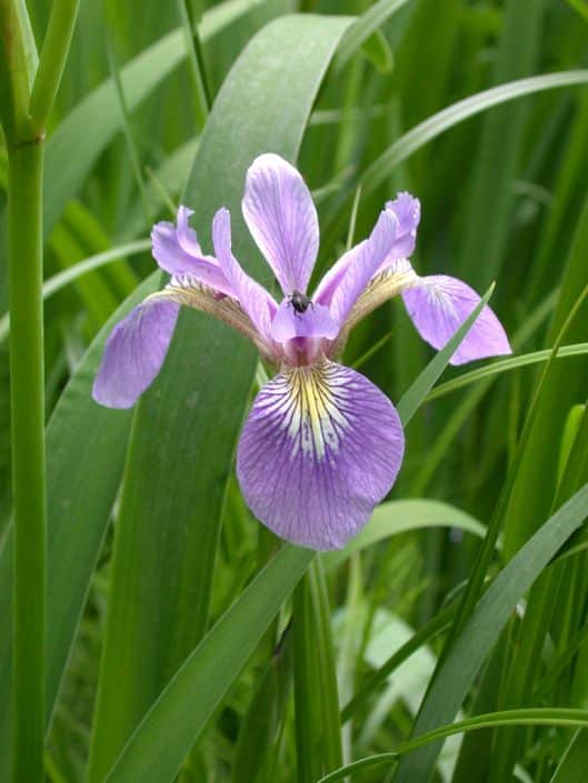 Blue Flag Iris: Beauty and strength ...