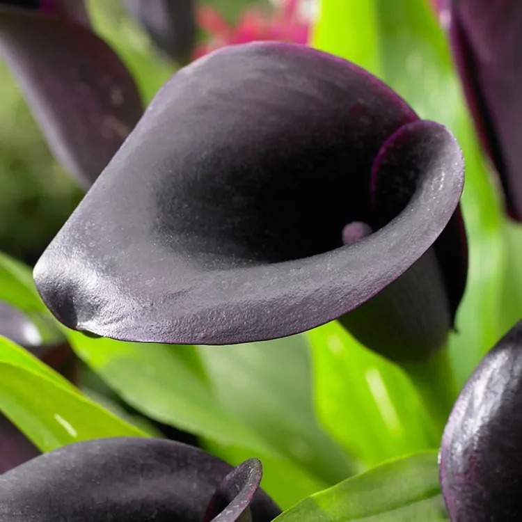 Калла(Zantedeschia)Grape Velvet ...