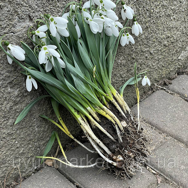 Галантус белоснежный (Galanthus nivalis ...