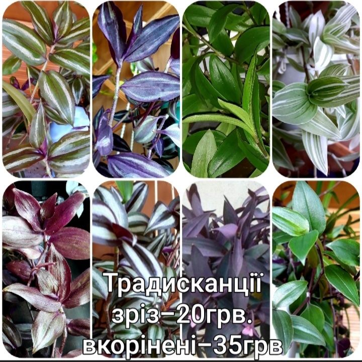 Рео (Рэо) покрывальчатое / Rhoeo spathacea - «самый не ...