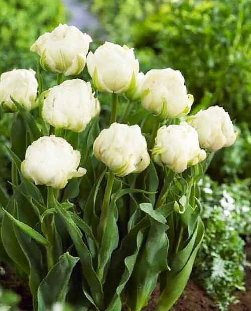 Купить тюльпан сноу кристал (tulipa snow crystal), 5 шт ...