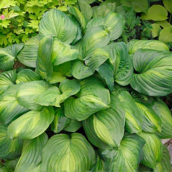 Hosta Sorbet ...