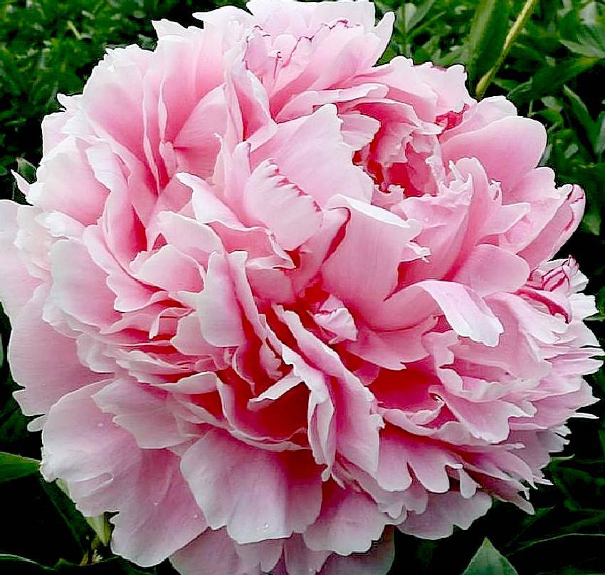 Paeonia japonica – RarePlants