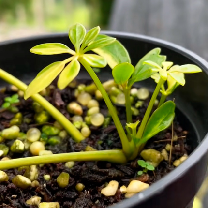 Шеффлера Компакта на штамбе Schefflera Compacta on stem 130 ...