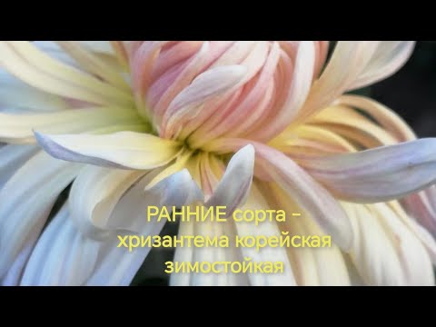 ШАПКА МОНОМАХА – корейская хризантема ...