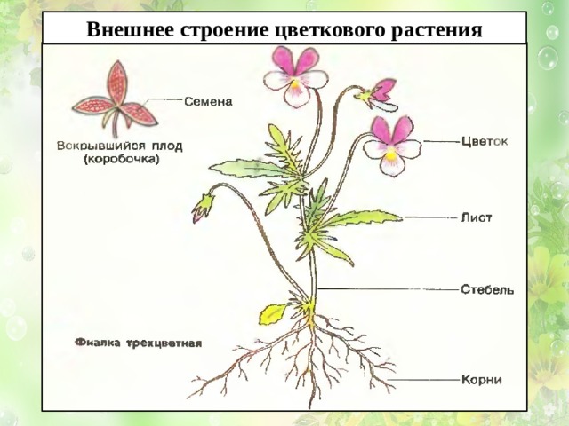 Урок по биологии на тему: „ Цветок и его строениеˮ. 6 класс