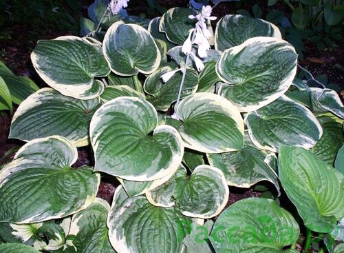 Hosta hybrid Night Before Christmas ...