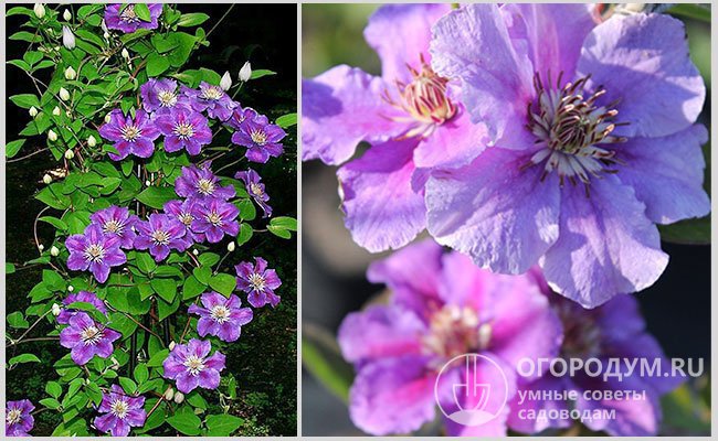 Clematis Ashva... stock photo by Nova Photo Graphik, Image ...