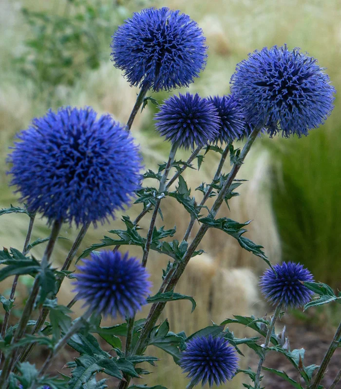 Мордовник обыкновенный (Echinops ritro) - Мордовник обыкновенный