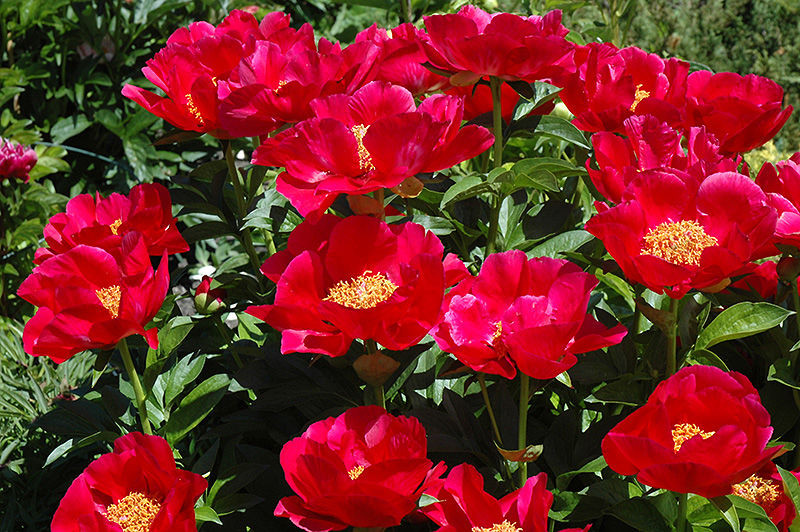 Пион Блейз (Paeonia Blaze) купить в ...