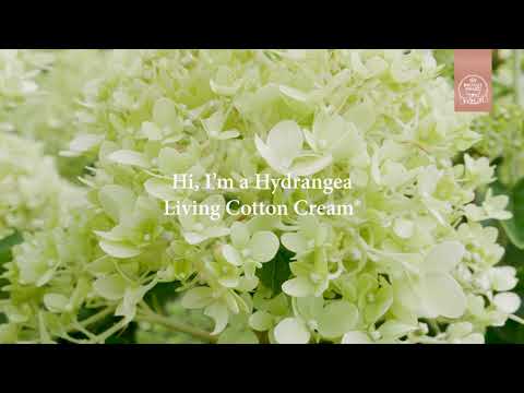 Купить Гортензия метельчатая (Hydrangea paniculata) с ...