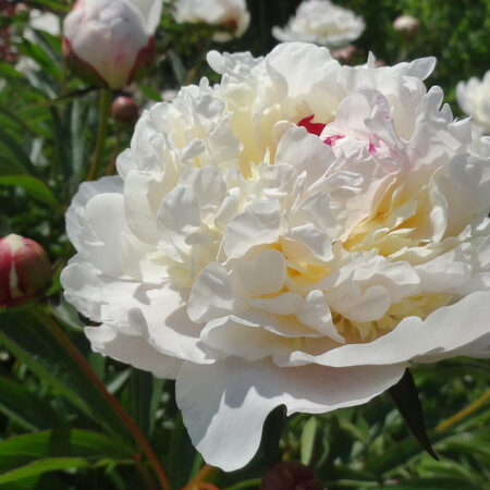 paeonia itoh cora louise ...