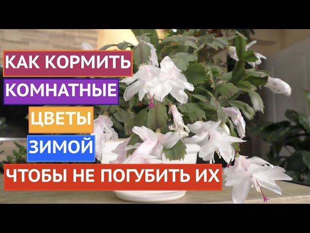 Аморфофаллус, или лилия Вуду. Уход, выращивание размножение ...