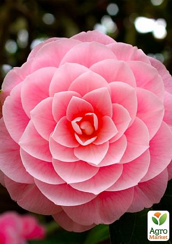 Buy Camellia - Flower colour: Pink ...