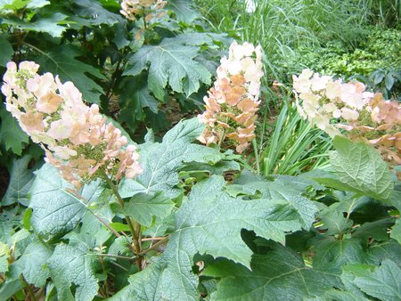 Гортензия пильчатая (Hydrangea serrata ...