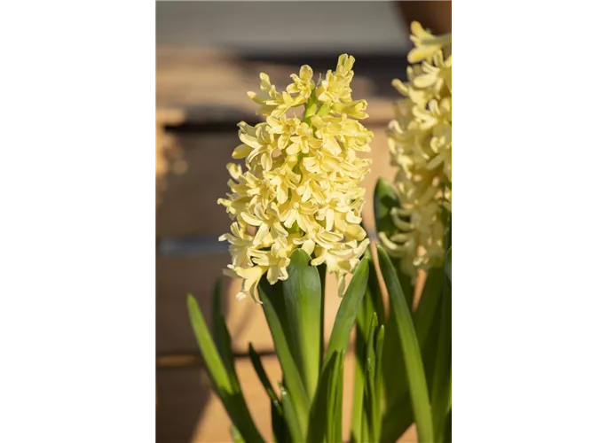 Gipsy Princess Hyacinth Bulbs | American Meadows