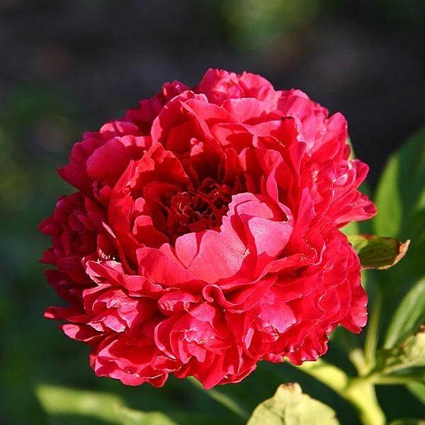 Пион Кэрол (Paeonia Carol) купить в Москве по низкой цене из ...