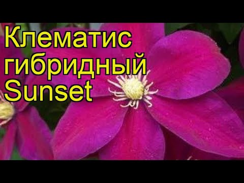 Клематис - народный любимец среди цветущих растений-лиан