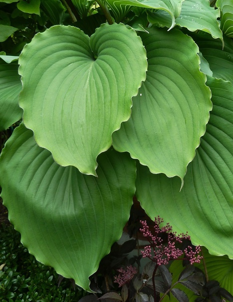 Хоста сорт Marilyn Monroe#hosta #хоста #коллекция ...