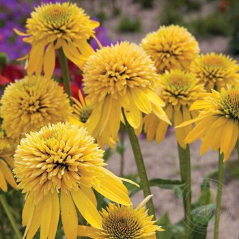 Echinacea cheyenne spirit yellow(Ехинацея жълта) | Растения ...