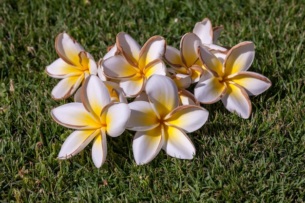 100шт / Много Гавайи Отпуск Frangipani Цветы Искусственные ...