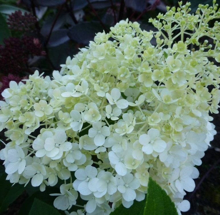 Гортензия метельчатая Би Хеппи / Hydrangea paniculata 'Bee Happy'