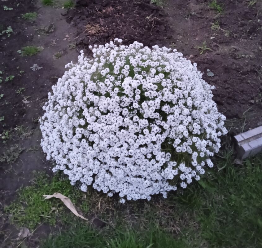 Snow Princess® - Sweet Alyssum - Lobularia hybrid