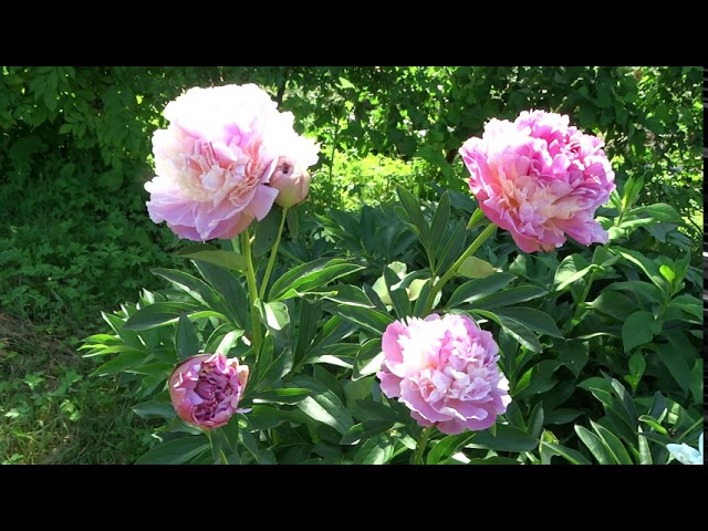 White cap peony. Уайт кэп пион. Пулков ...