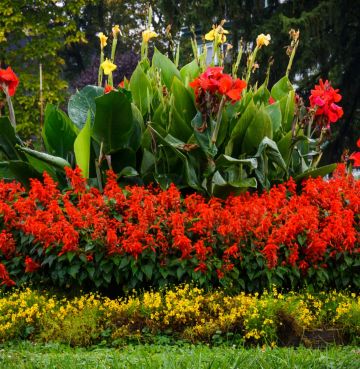 Canna INDICA или Канна Индийская