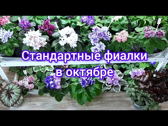 Анна Антонова | ВКонтакте