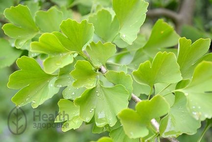 Гинкго двулопастный Ginkgobiloba , декоративные цветы ...