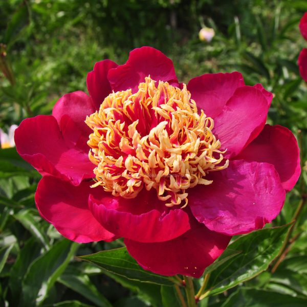 ᐅ Пион крымский (Paeonia daurica ...