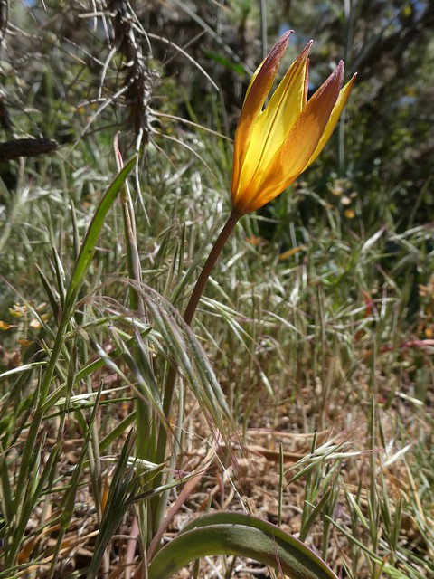 92.454 Tulipa Kaufmanniana Stock Photos, High-Res Pictures ...