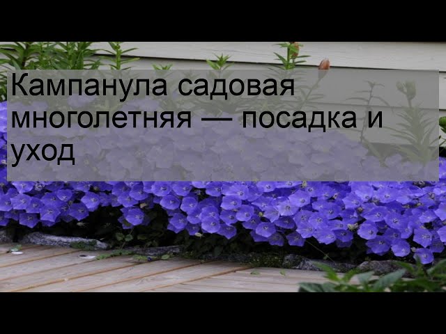 Каланхоэ каландива - «Неприхотливое ...