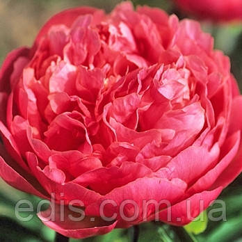 The Pink Hawaiian Coral Peony | Adelman Peony Gardens