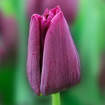 Pink Ardour ® | Hoa tulip | Jan de Wit en Zonen B.V.