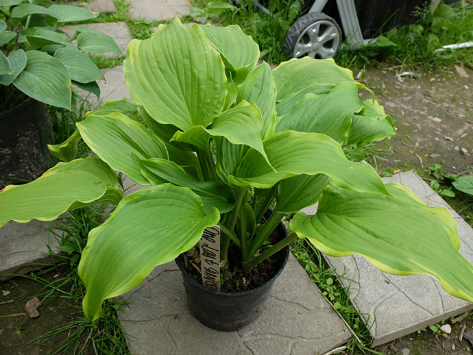 Hosta Hans — Плідник Круглик