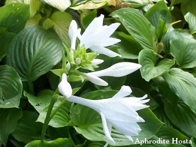 Hosta, Aphrodite, Hosta: J.W. Jung Seed ...