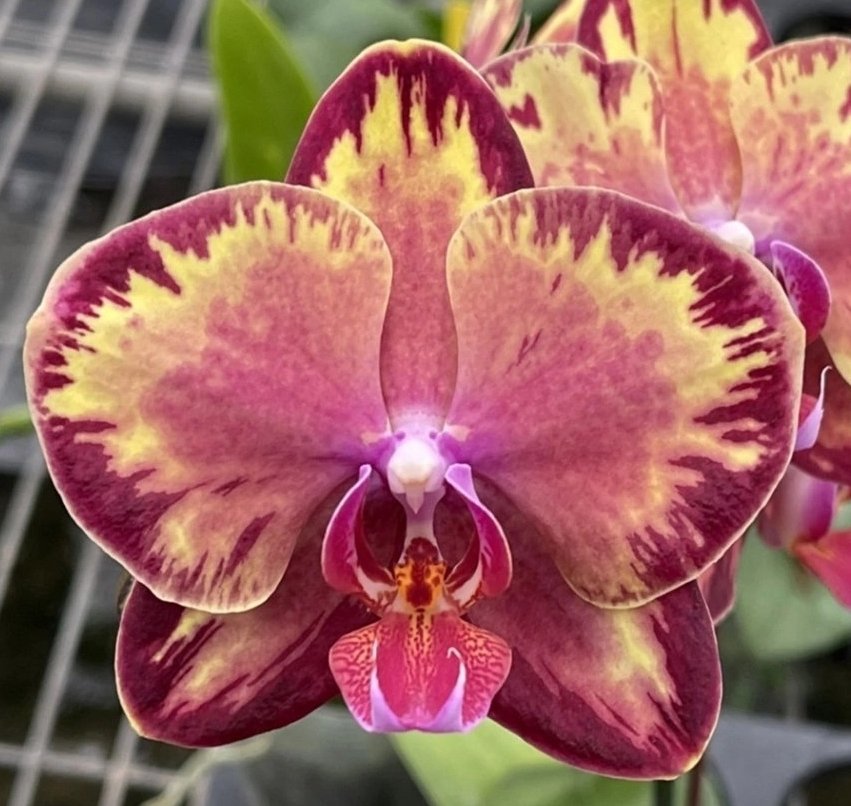 20 Phalaenopsis Black Stripes? Как определить название сорта ...