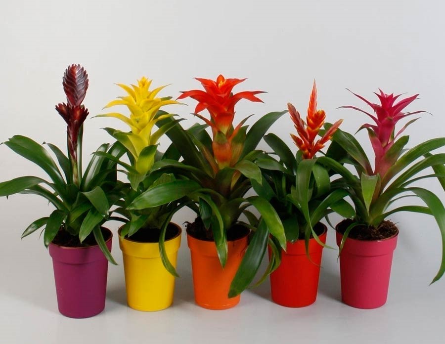 Наблюдение: Guzmania lingulata (L.) Mez (Querales Wladimir 3 ...