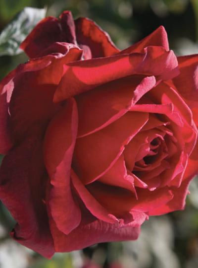 OKLAHOMA | Ross Roses