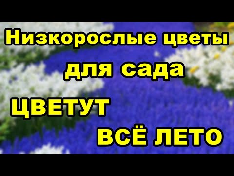 Низкорослые цветы для клумбы: 25 лучших