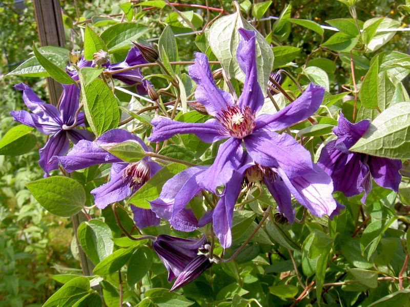 Clematis Copernicus ...