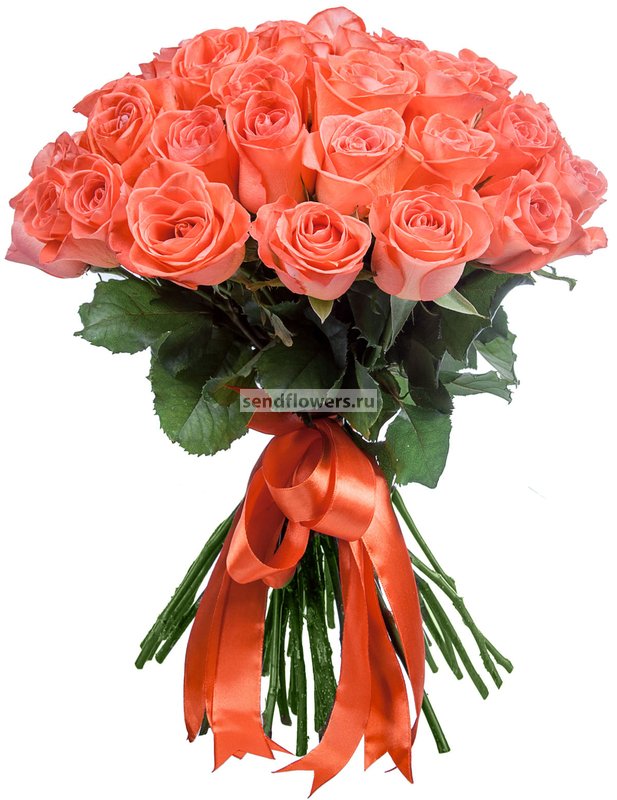 Coral Reef – Ecuaplanet Roses