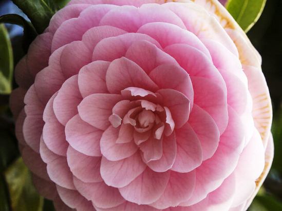 Pink formal double camellia flower ...