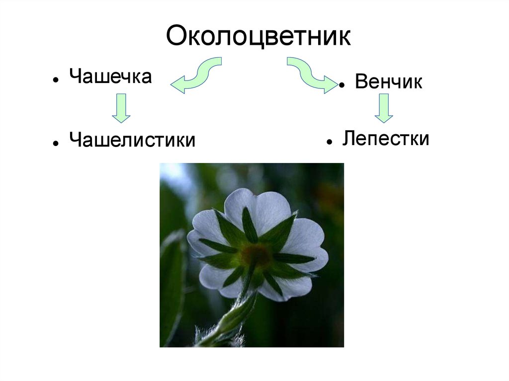 0—3. Особенности строения вегетативных органов растений