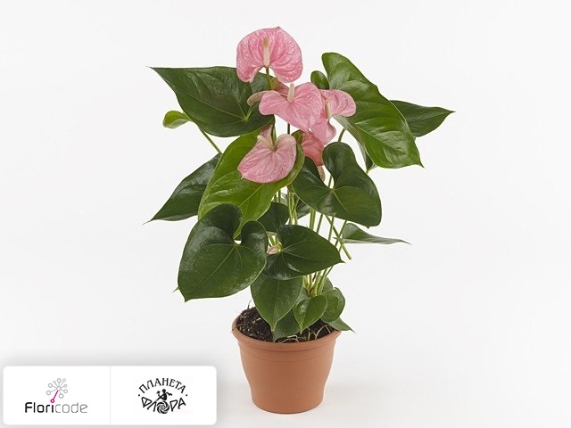 ЦветыВместе Антуриум Джамбо Блэк Anthurium Jambo Black 17/60 ...