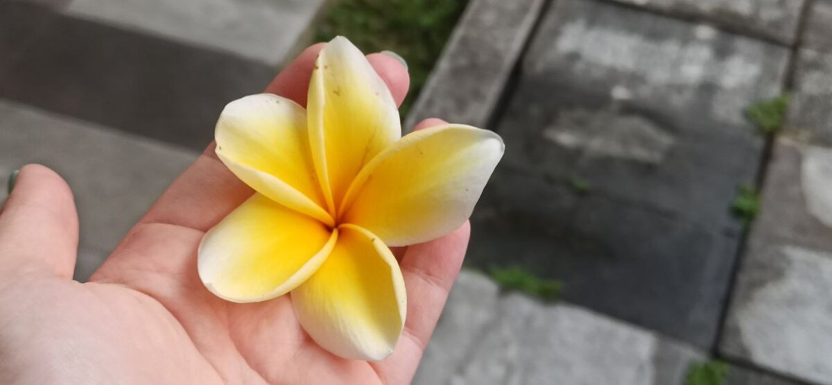 Белый цветок Plumeria, цветущий на открытом воздухе., Бали ...