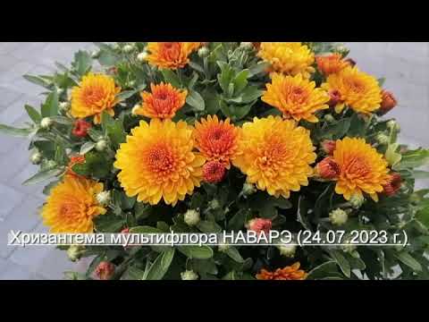 Вырастить хризантему мультифлора,